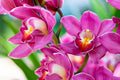 Phalaenopsis Orchid Flower seeds for Planting Perfect for Borders, Heirloom & GMO Free Seeds for Home Garden seeds for planting