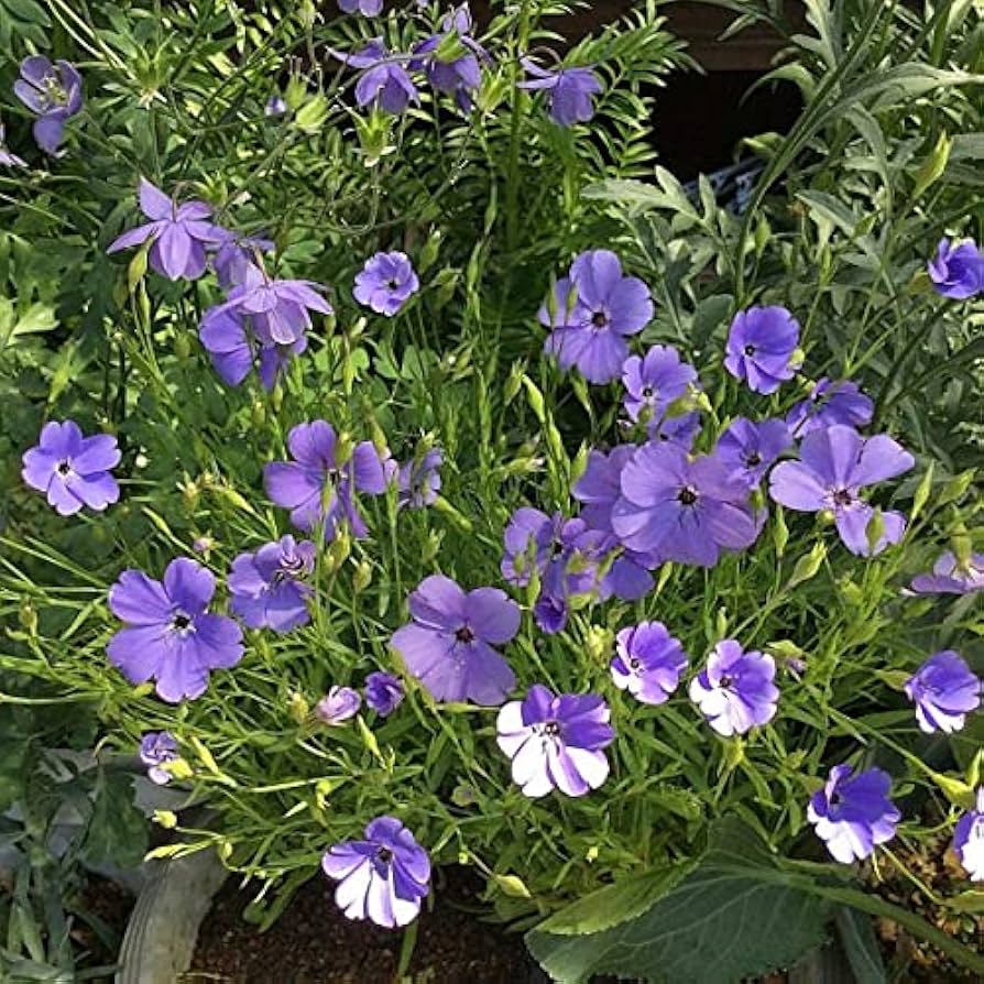 Blue Oculata Flower seeds for Planting Bright Blooms, Heirloom & GMO Free Seeds for Home Garden seeds for planting
