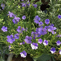 Blue Oculata Flower seeds for Planting Bright Blooms, Heirloom & GMO Free Seeds for Home Garden seeds for planting