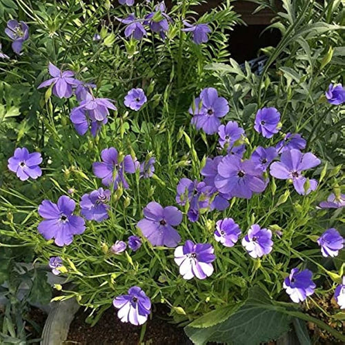 Blue Oculata Flower seeds for Planting Bright Blooms, Heirloom & GMO Free Seeds for Home Garden seeds for planting