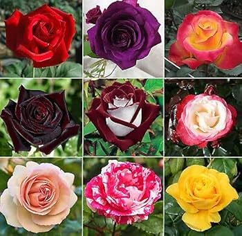 Mix Dragon Rose Flower seeds for Planting Cottage Garden Essential, Heirloom & GMO Free Seeds for Home Garden vegetable and garden seeds