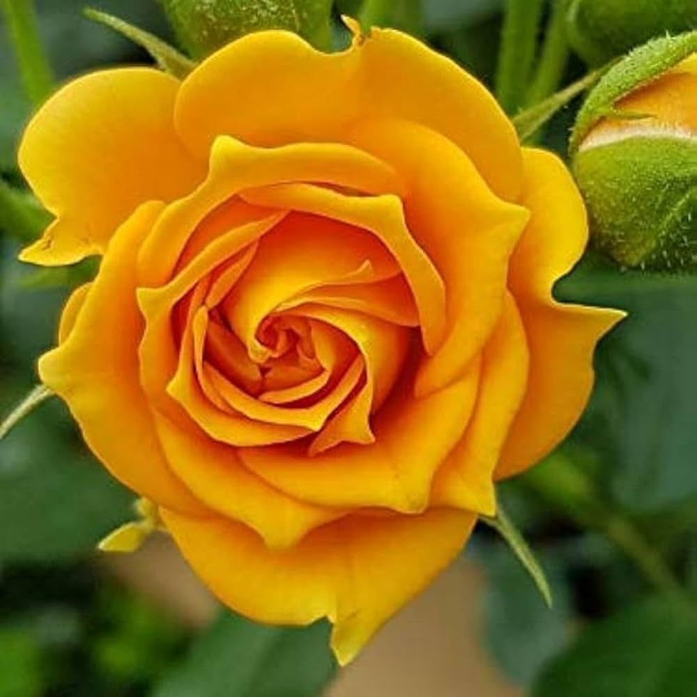 Deep Yellow Rose Flower seeds for Planting Cut Flower Favorite, Heirloom & GMO Free Seeds for Home Garden vegetable and garden seeds