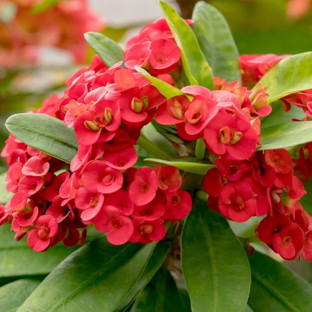 High quality Light Pink Euphorbia Milii Flower seeds for Planting Perfect for Borders, Heirloom & GMO Free Seeds for Home Garden seeds pack