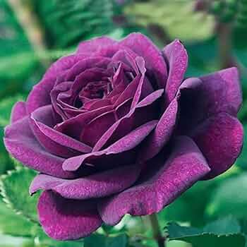 Rose Purple Black Seeds for Planting: Premium Quality Flower Seeds for Stunning Blooms