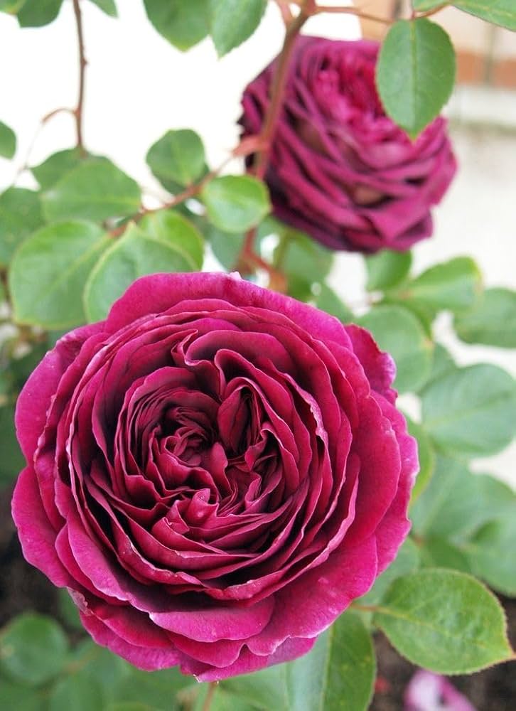 Purple Dragon Rose Flower seeds for Planting Premium Quality, Heirloom & GMO Free Seeds for Home Garden vegetable and garden seeds