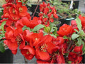 Enana Roja Flower seeds for Planting Low Maintenance, Heirloom & GMO Free Seeds for Home Garden seeds for planting