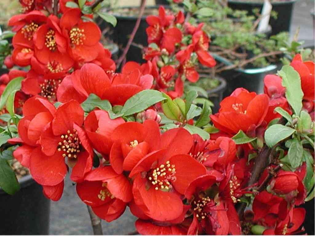 Enana Roja Flower seeds for Planting Low Maintenance, Heirloom & GMO Free Seeds for Home Garden seeds for planting