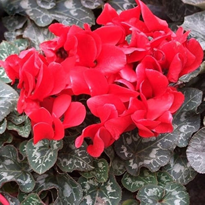 Red Cyclamen Flower seeds for Planting - Colorful Display, Heirloom & GMO Free Seeds for Home Garden