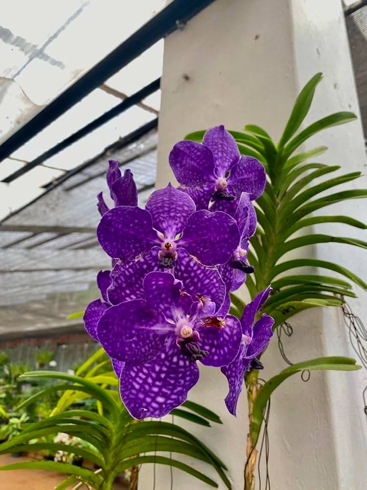Violet Vanda Orchid Flower seeds for Planting Vibrant Colors, Heirloom & GMO Free Seeds for Home Garden vegetable and garden seeds