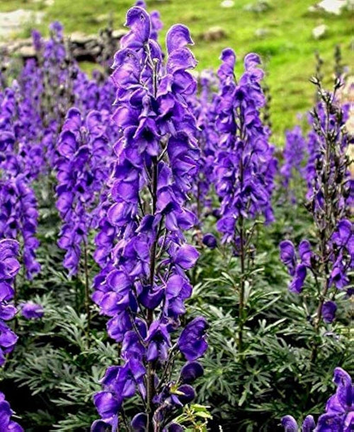 Premium Blue Aconitum Napellus Flower seeds for Planting Premium Quality, Heirloom & GMO Free Seeds for Home Garden seeds