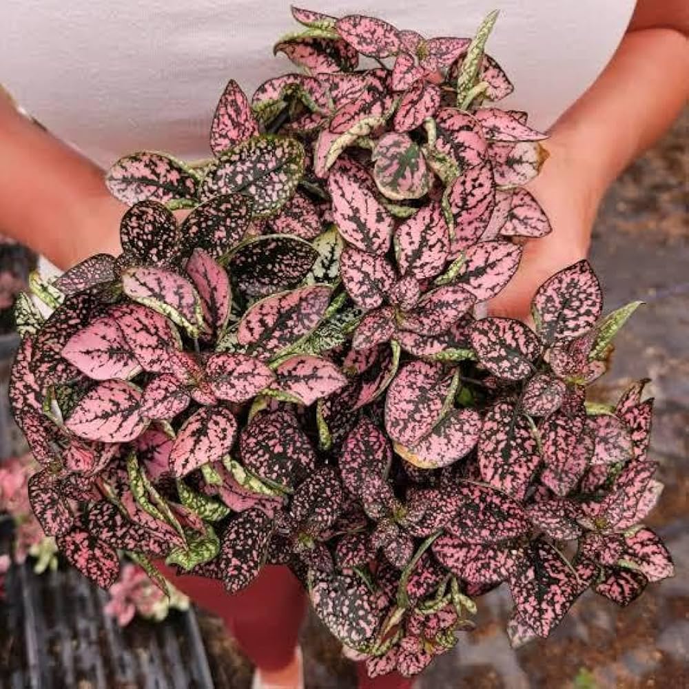 Premium Pink Hypoestes Polka Flower seeds for Planting Pollinator Friendly, Heirloom & GMO Free Seeds for Home Garden seeds