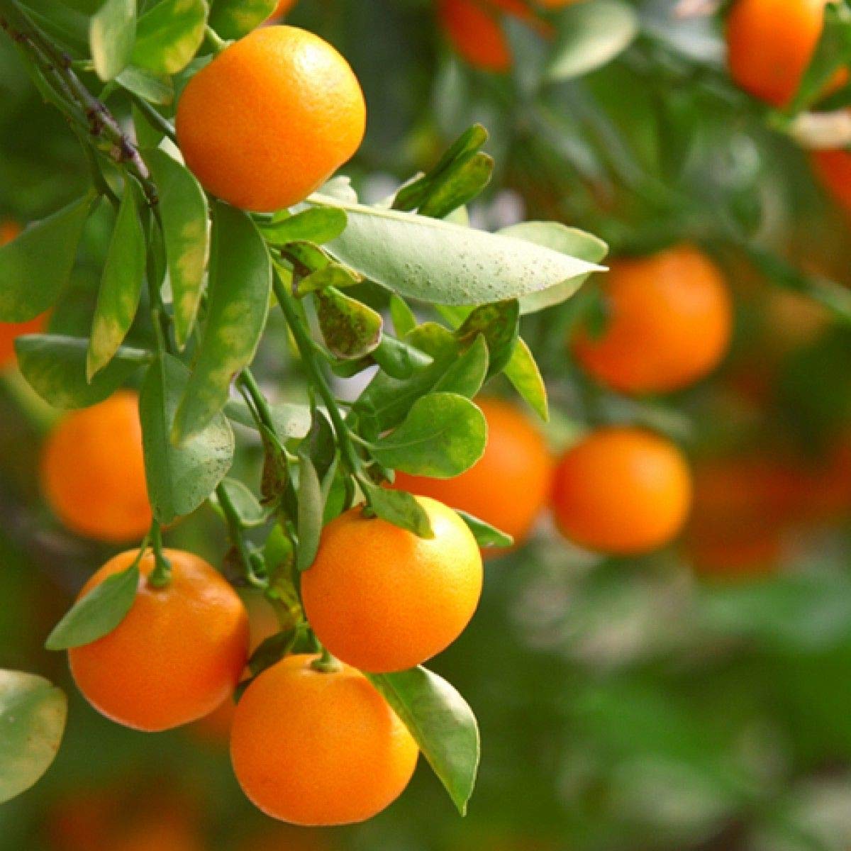 Tangerine (Mandarin Orange) Citrus reticulata Fruit Tree Seeds