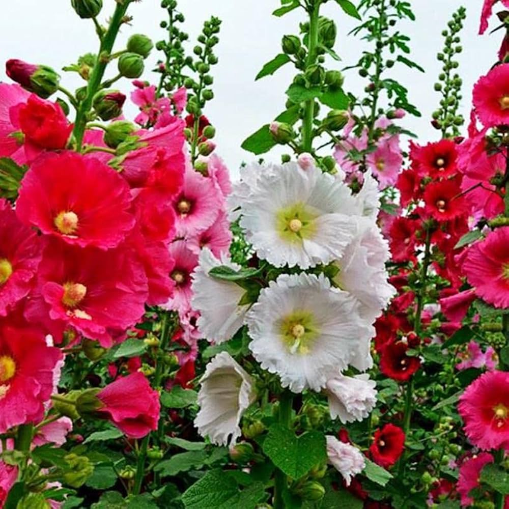 Mixed Hollyhock Flower seeds for Planting - Garden Favorite, Heirloom & GMO Free Seeds for Home Garden