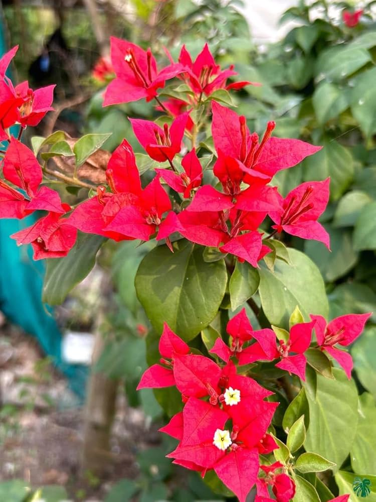 High quality Buganvilla Flower seeds for Planting Easy to Grow, Heirloom & GMO Free Seeds for Home Garden seeds pack