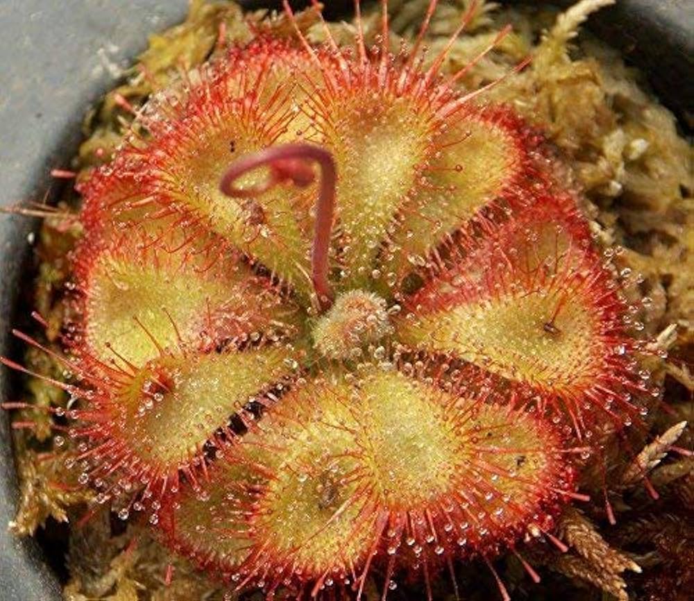 Premium Pink Drosera Sundew Flower seeds for Planting Bright Blooms, Heirloom & GMO Free Seeds for Home Garden seeds