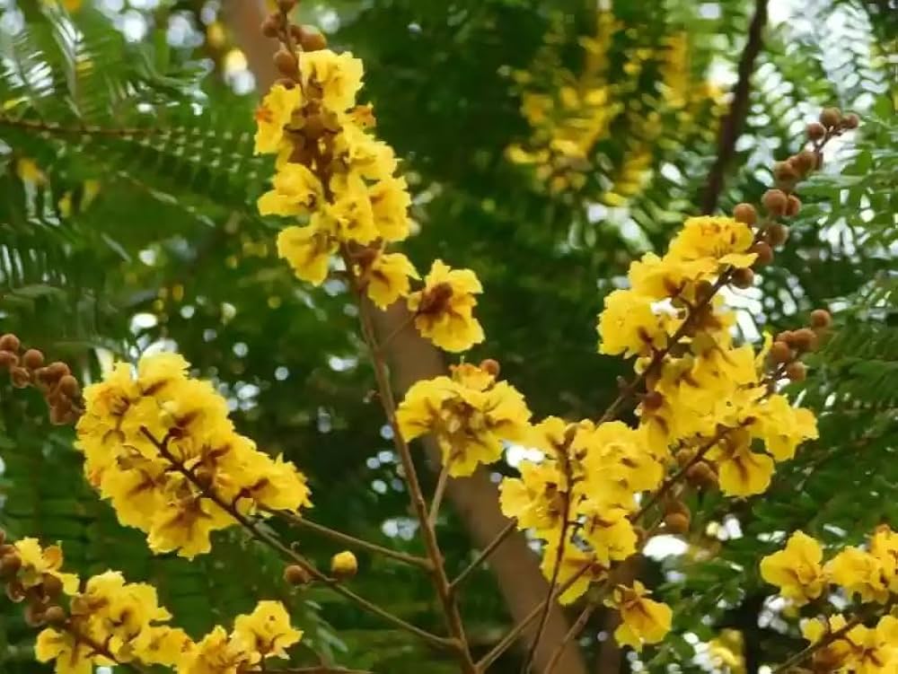 Peltophorum Flower seeds for Planting Low Maintenance Heirloom & GMO Free Seeds for Home Garden