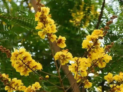 Peltophorum Flower seeds for Planting Low Maintenance Heirloom & GMO Free Seeds for Home Garden