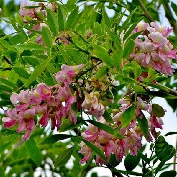 Gliricidia Sepium Tree Seeds for Planting - Bright Blooms, Heirloom & GMO Free Seeds for Home Garden