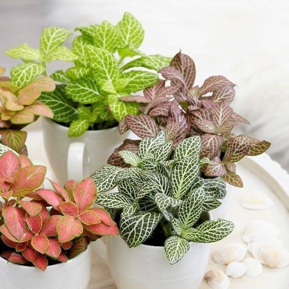 Multi-Colour Fittonia Flower seeds for Planting - Sun Loving, Heirloom & GMO Free Seeds for Home Garden