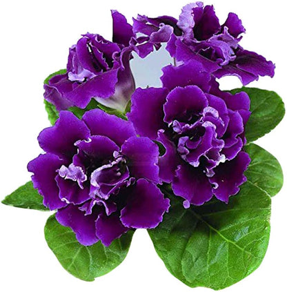 Dark Purple Blue Gloxinia Seeds Flower seeds for Planting Garden Favorite Heirloom & GMO Free Seeds for Home Garden
