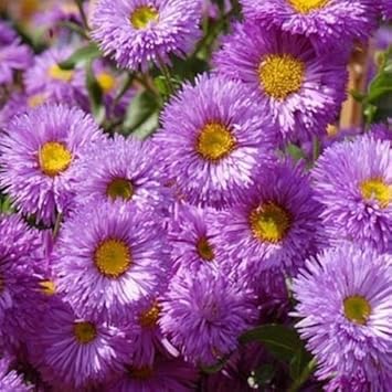 Purple Erigeron Speciosus Flower seeds for Planting Wildflower Mix, Heirloom & GMO Free Seeds for Home Garden seeds for planting