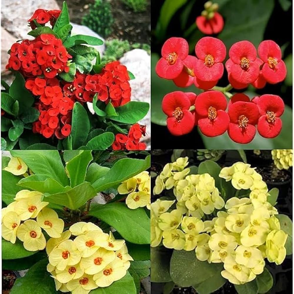 Mixed Euphorbia Milii Hybrid Flower seeds for Planting Premium Quality, Heirloom & GMO Free Seeds for Home Garden seeds for planting