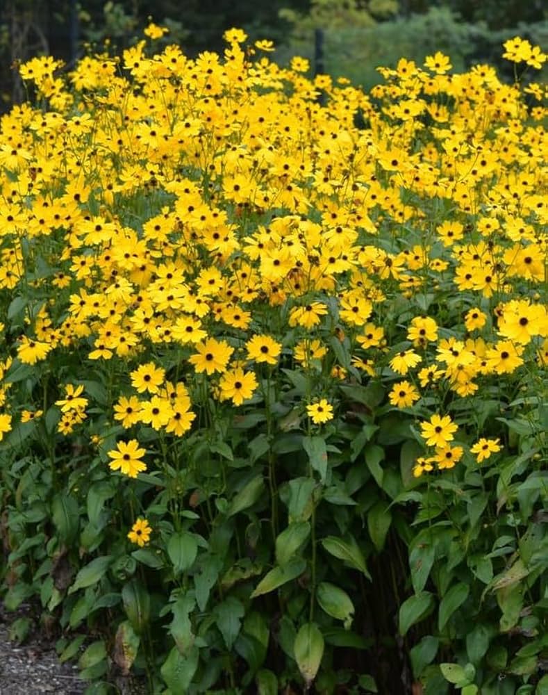 Premium Yellow Rudbeckia Flower seeds for Planting Cottage Garden Essential, Heirloom & GMO Free Seeds for Home Garden seeds