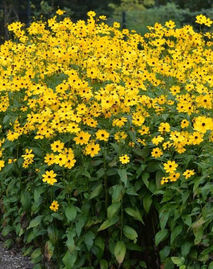 Premium Yellow Rudbeckia Flower seeds for Planting Cottage Garden Essential, Heirloom & GMO Free Seeds for Home Garden seeds