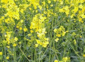 Yellow Rape Flower seeds for Planting Fragrant Blossoms, Heirloom & GMO Free Seeds for Home Garden seeds for planting