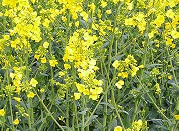 Yellow Rape Flower seeds for Planting Fragrant Blossoms, Heirloom & GMO Free Seeds for Home Garden seeds for planting