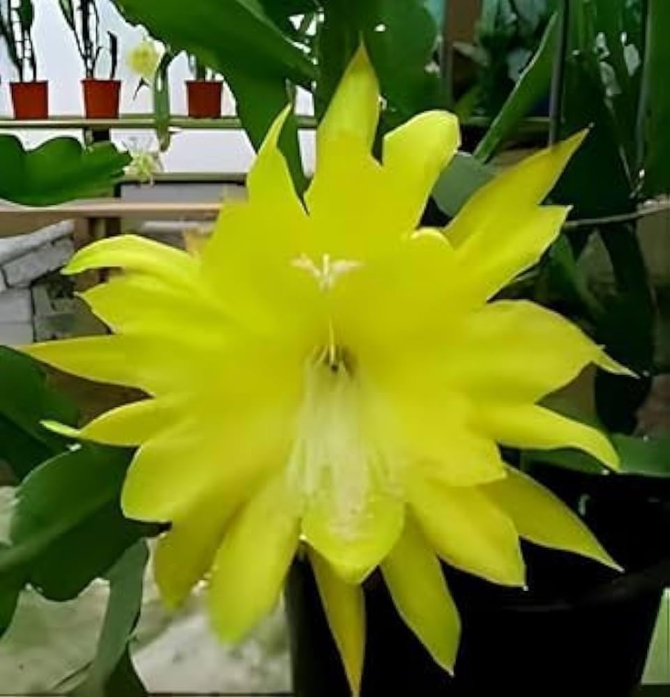 Premium Epiphyllum Orchid Flower seeds for Planting Pollinator Friendly, Heirloom & GMO Free Seeds for Home Garden seeds