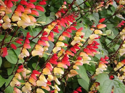 Mina Lobata Flower seeds for Planting Bright Blooms Heirloom & GMO Free Seeds for Home Garden