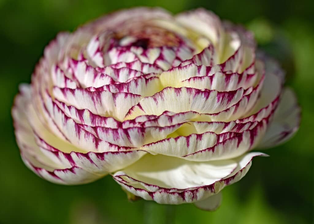White Purple Ranunculus Flower seeds for Planting Cut Flower Favorite, Heirloom & GMO Free Seeds for Home Garden seeds for planting