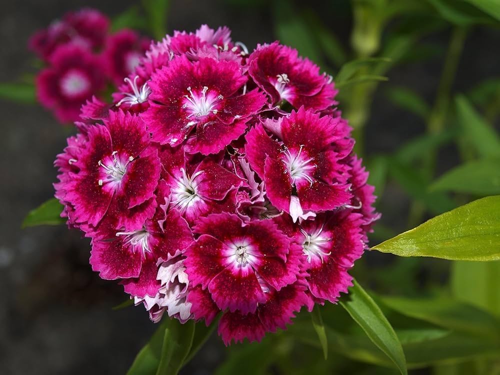 High quality Mixed Wee Willie Dianthus Flower seeds for Planting Colorful Display, Heirloom & GMO Free Seeds for Home Garden seeds pack