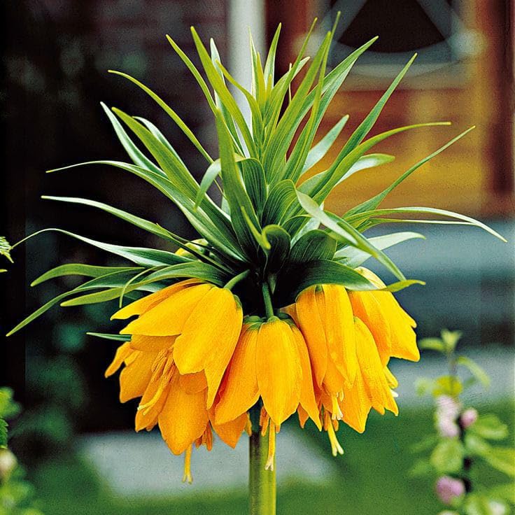 Yellow Imperial Crown Flower seeds for Planting Pollinator Friendly, Heirloom & GMO Free Seeds for Home Garden vegetable and garden seeds