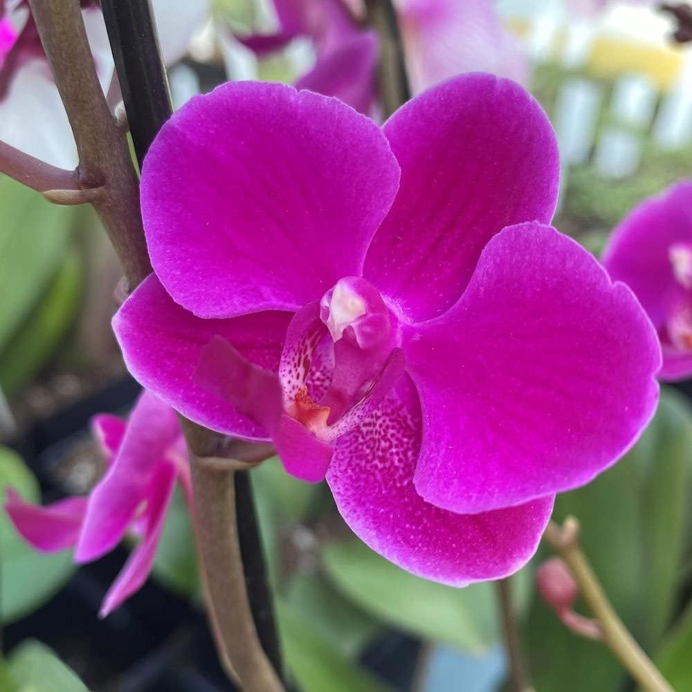 Violet Phalaenopsis Orchid Flower seeds for Planting Garden Favorite, Heirloom & GMO Free Seeds for Home Garden seeds for planting
