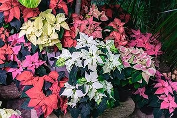Multi Colored Poinsettia Flower seeds for Planting Cottage Garden Essential, Heirloom & GMO Free Seeds for Home Garden seeds for planting