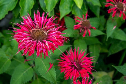 Red Bergamot Monarda Flower seeds for Planting Seasonal Bloomer Heirloom & GMO Free Seeds for Home Garden