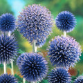 Blue Ritro Flower seeds for Planting Seasonal Bloomer, Heirloom & GMO Free Seeds for Home Garden seeds for planting
