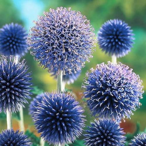 Blue Ritro Flower seeds for Planting Seasonal Bloomer, Heirloom & GMO Free Seeds for Home Garden seeds for planting