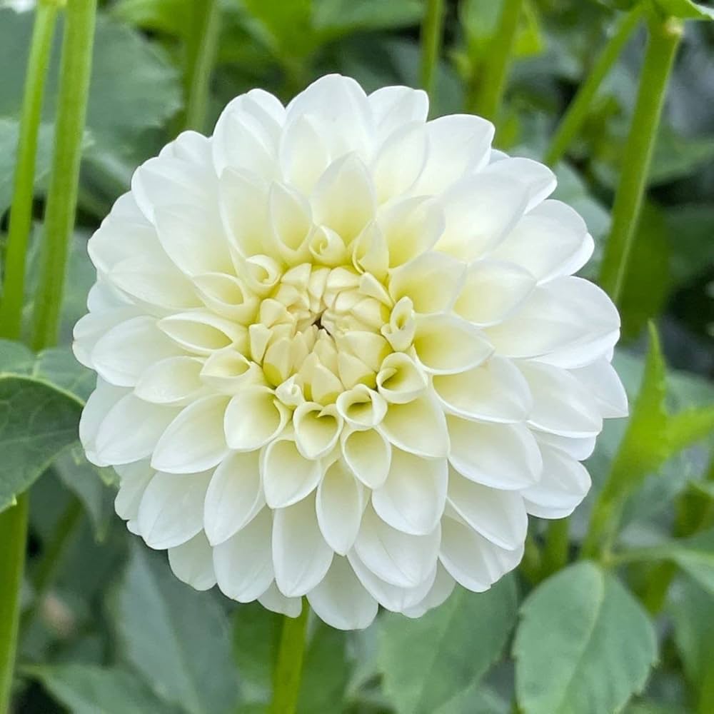 Premium White Swan Dahlia Flower seeds for Planting Easy to Grow, Heirloom & GMO Free Seeds for Home Garden seeds