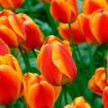 Orange Tulip Flower seeds for Planting Easy to Grow, Heirloom & GMO Free Seeds for Home Garden seeds for planting