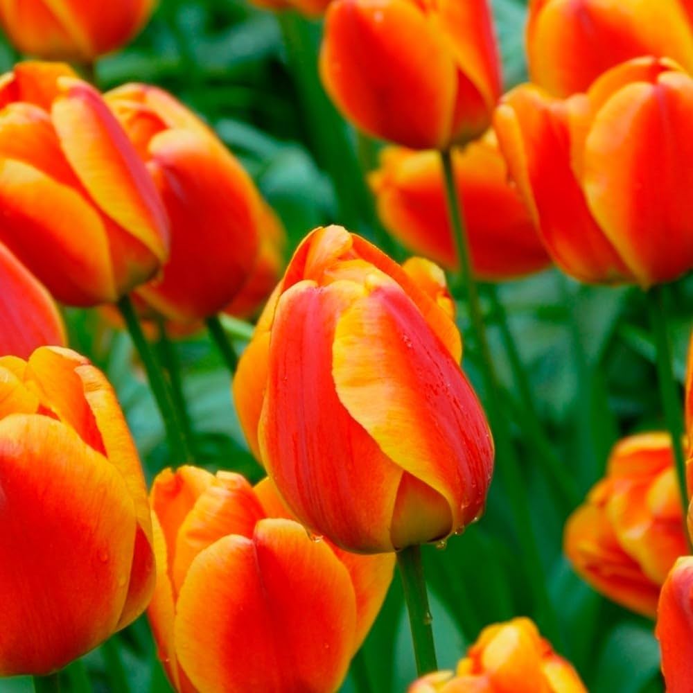 Orange Tulip Flower seeds for Planting Easy to Grow, Heirloom & GMO Free Seeds for Home Garden seeds for planting