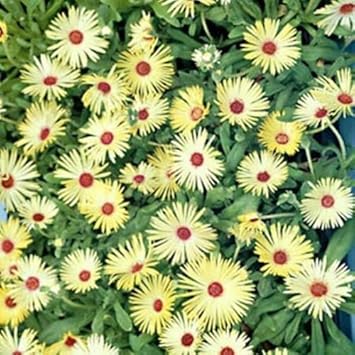 Yellow Red Ice Flower seeds for Planting Hardy Variety, Heirloom & GMO Free Seeds for Home Garden vegetable and garden seeds