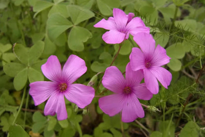 Heirloom Oxalis Flower seeds for Planting Drought Tolerant Heirloom & GMO Free Seeds for Home Garden