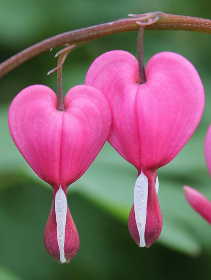 Poof Flower seeds for Planting - Fragrant Blossoms, Heirloom & GMO Free Seeds for Home Garden
 
 Sale seeds for home garden