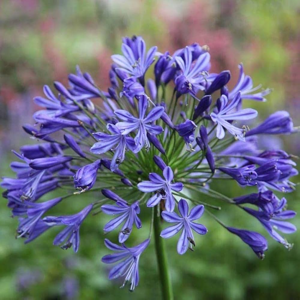 Mix Agapanthus Flower seeds for Planting Perfect for Borders, Heirloom & GMO Free Seeds for Home Garden seeds for planting