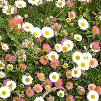 Mixed Karvinskianus Flower seeds for Planting Premium Quality, Heirloom & GMO Free Seeds for Home Garden seeds for planting