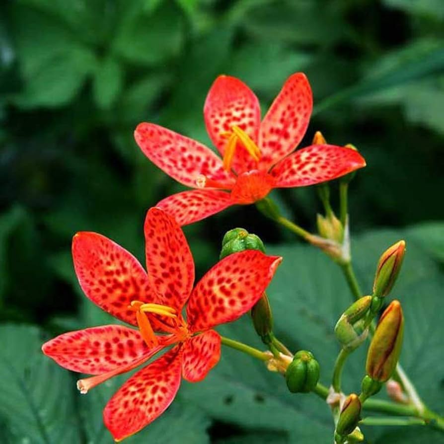 Red Leopard Flower seeds for Planting Low Maintenance, Heirloom & GMO Free Seeds for Home Garden seeds for planting