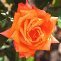 Dark Orange Rose Flower seeds for Planting Vibrant Colors, Heirloom & GMO Free Seeds for Home Garden seeds for planting
